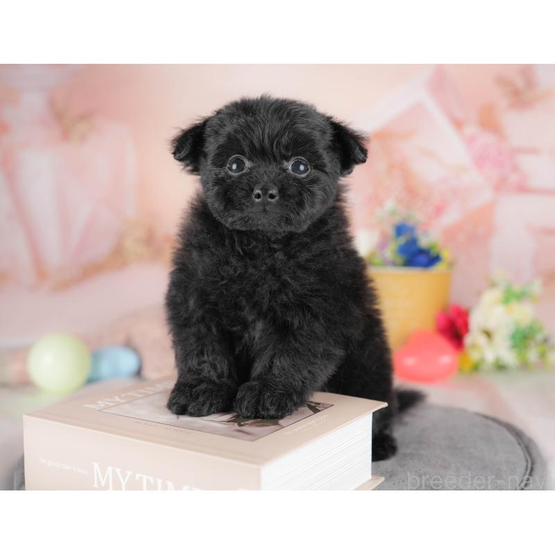 販売中の群馬県のポメプー:ポメラニアン×トイプードル-445500の6枚目