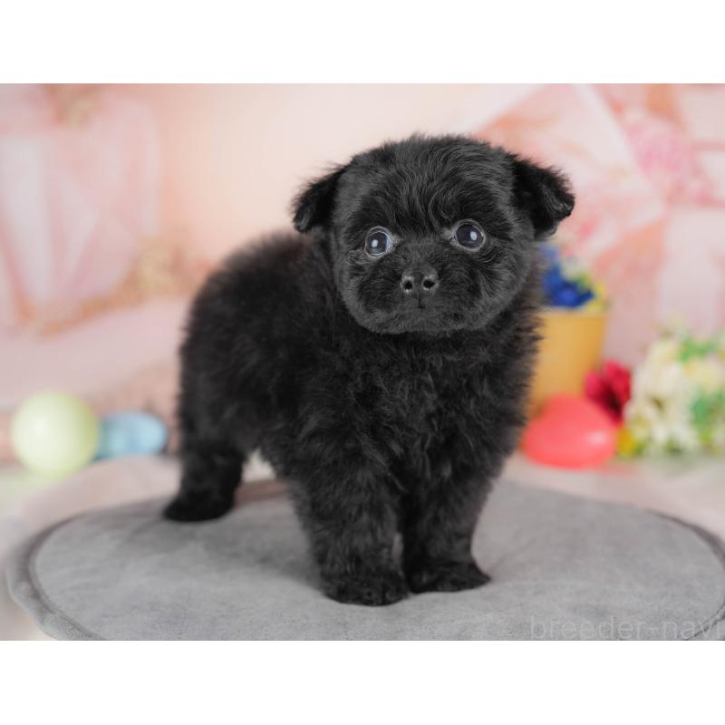 販売中の群馬県のポメプー:ポメラニアン×トイプードル-445500の5枚目