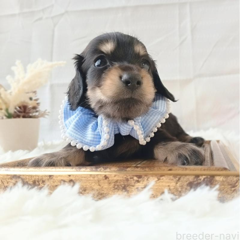 販売中の和歌山県のミニチュアダックスフンド(ロングヘアード)-444638の7枚目