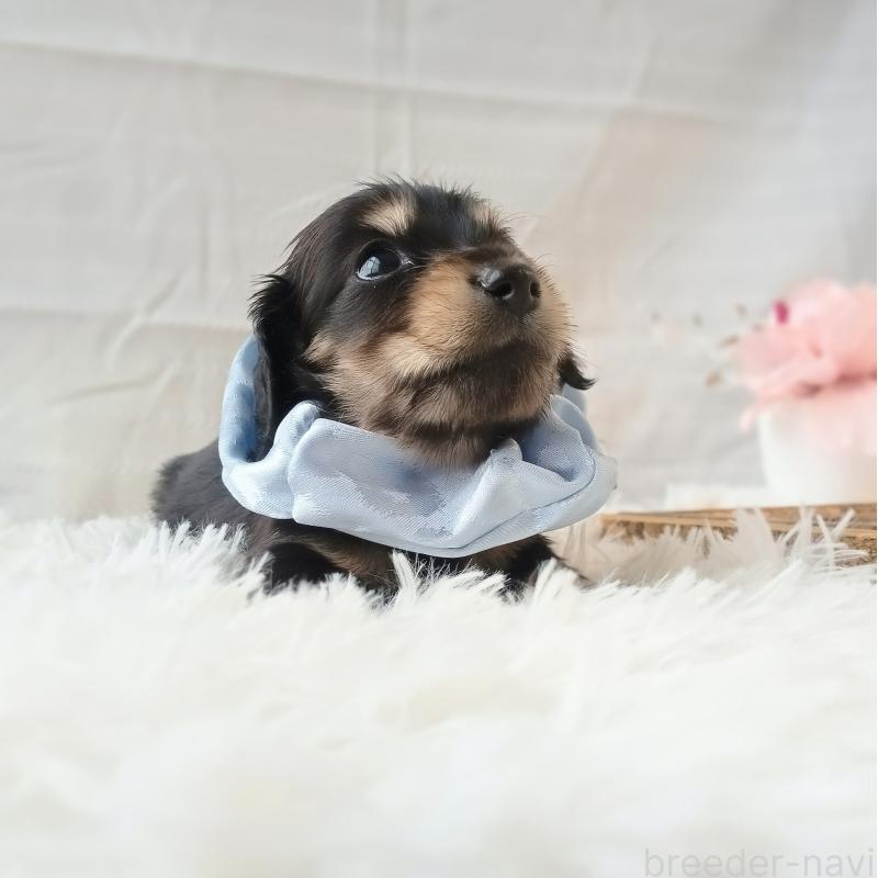 販売中の和歌山県のミニチュアダックスフンド(ロングヘアード)-444638の5枚目