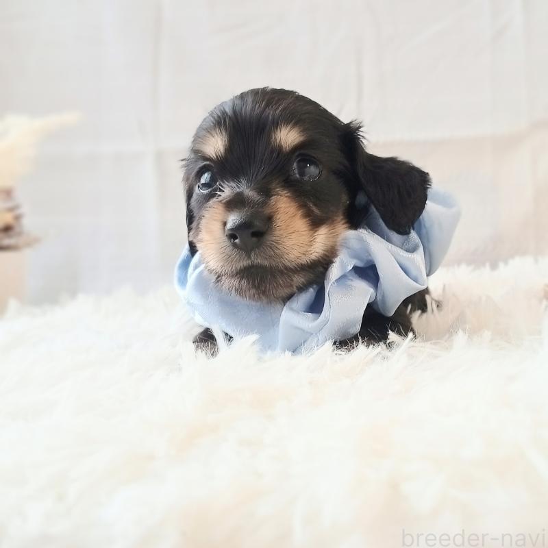 販売中の和歌山県のミニチュアダックスフンド(ロングヘアード)-444638の4枚目