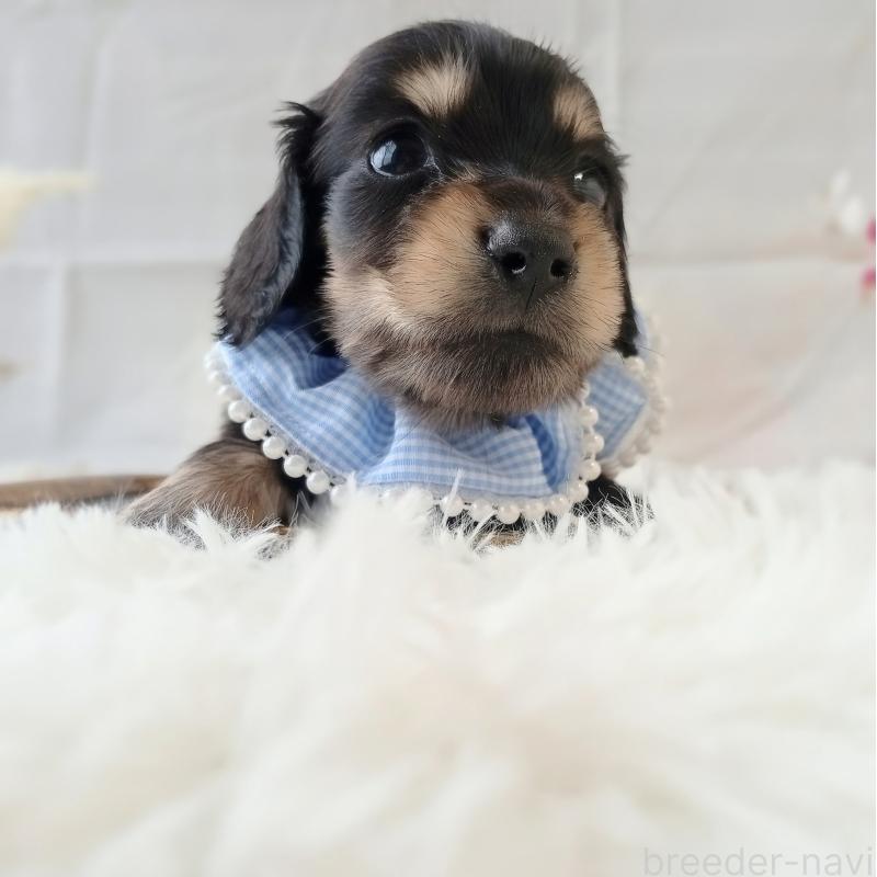 販売中の和歌山県のミニチュアダックスフンド(ロングヘアード)-444638の3枚目