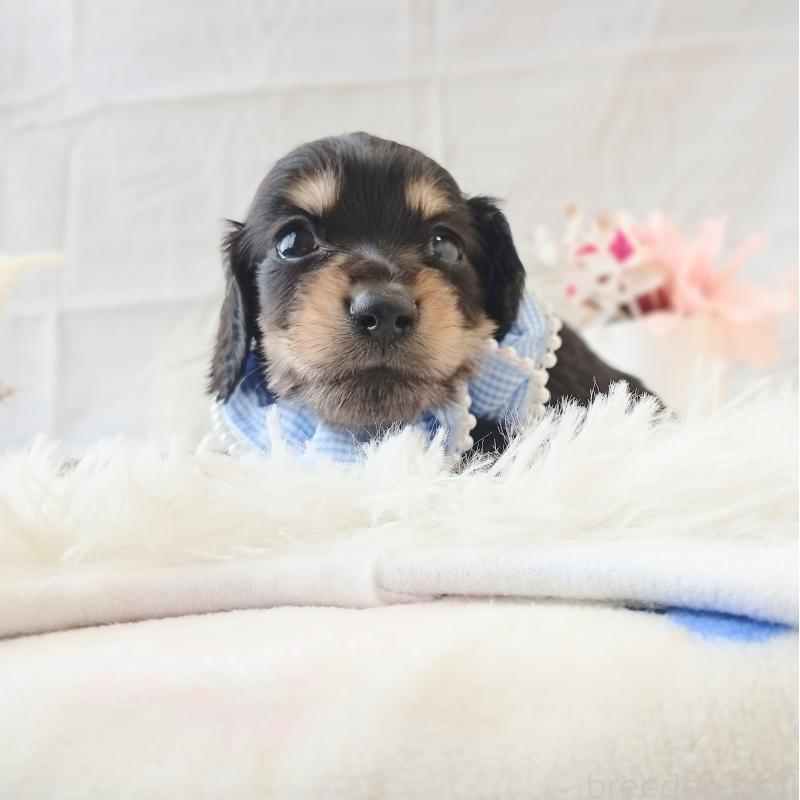 販売中の和歌山県のミニチュアダックスフンド(ロングヘアード)-444638の2枚目