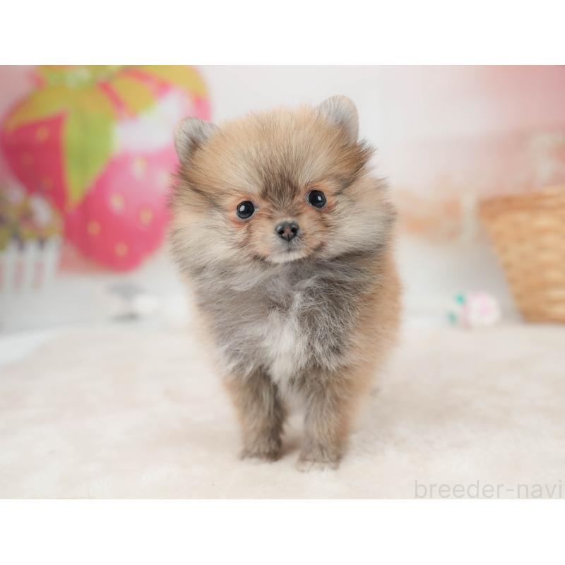 販売中の栃木県のポメラニアン-445821