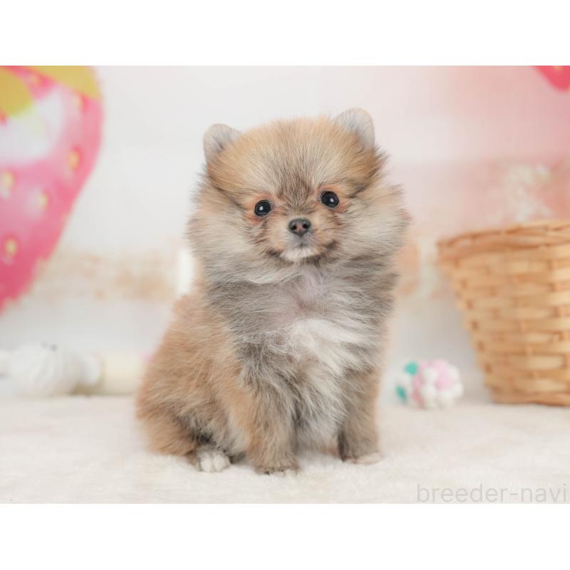 販売中の栃木県のポメラニアン-445821の11枚目