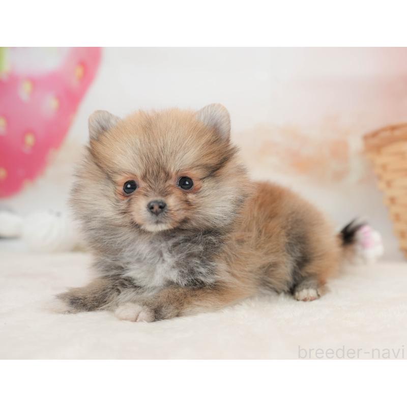 販売中の栃木県のポメラニアン-445821の10枚目