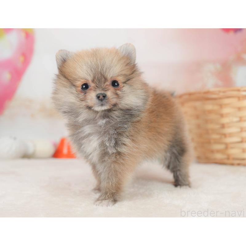 販売中の栃木県のポメラニアン-445821の9枚目