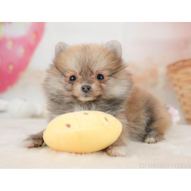 販売中の栃木県のポメラニアン-445821の8枚目