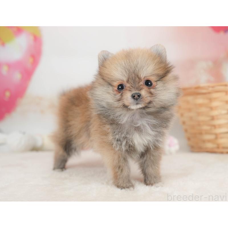 販売中の栃木県のポメラニアン-445821の7枚目