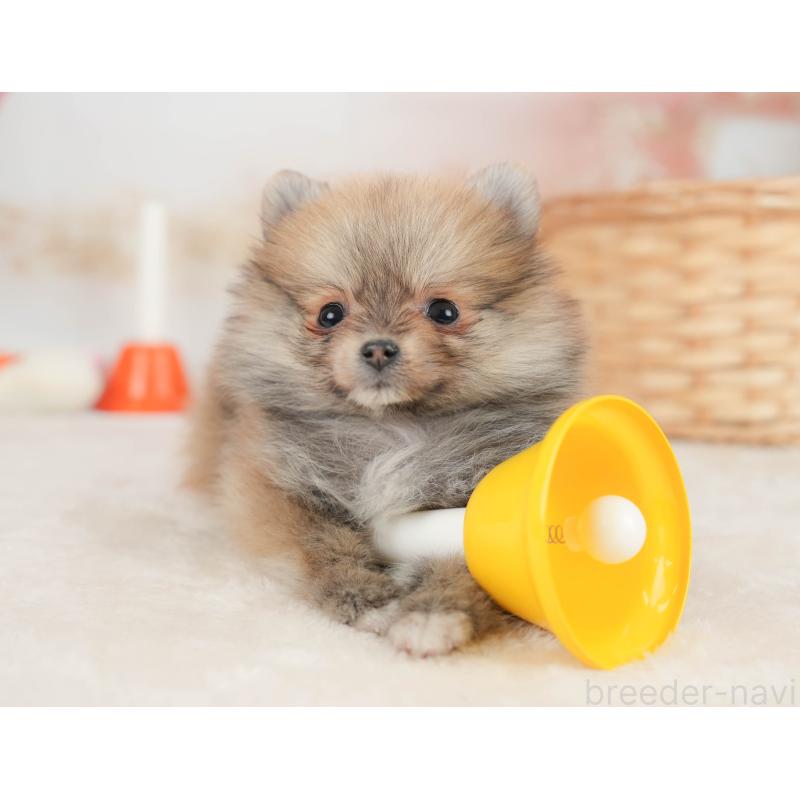 販売中の栃木県のポメラニアン-445821の6枚目