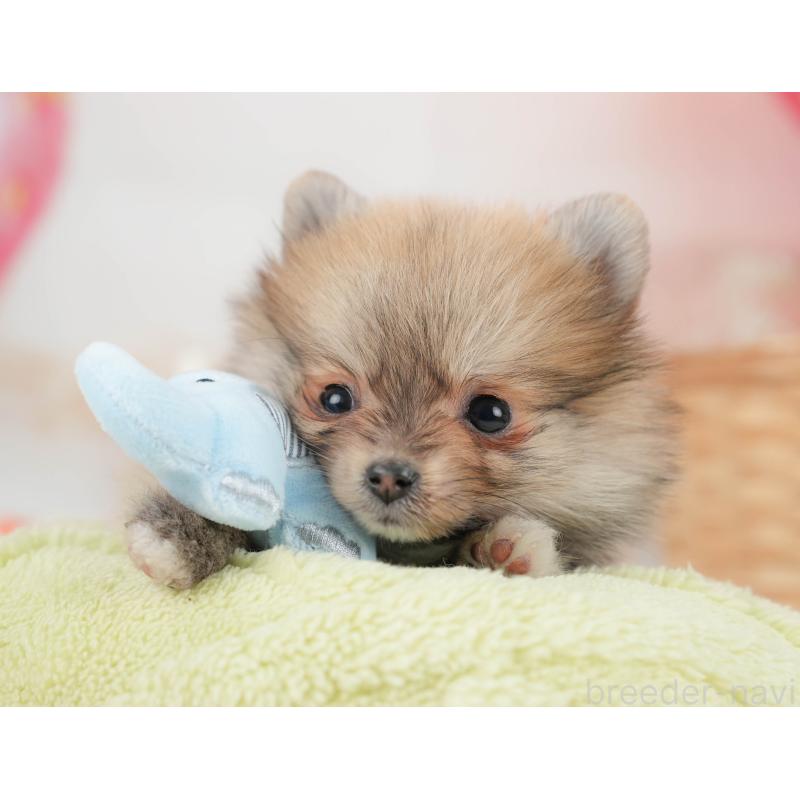 販売中の栃木県のポメラニアン-445821の5枚目