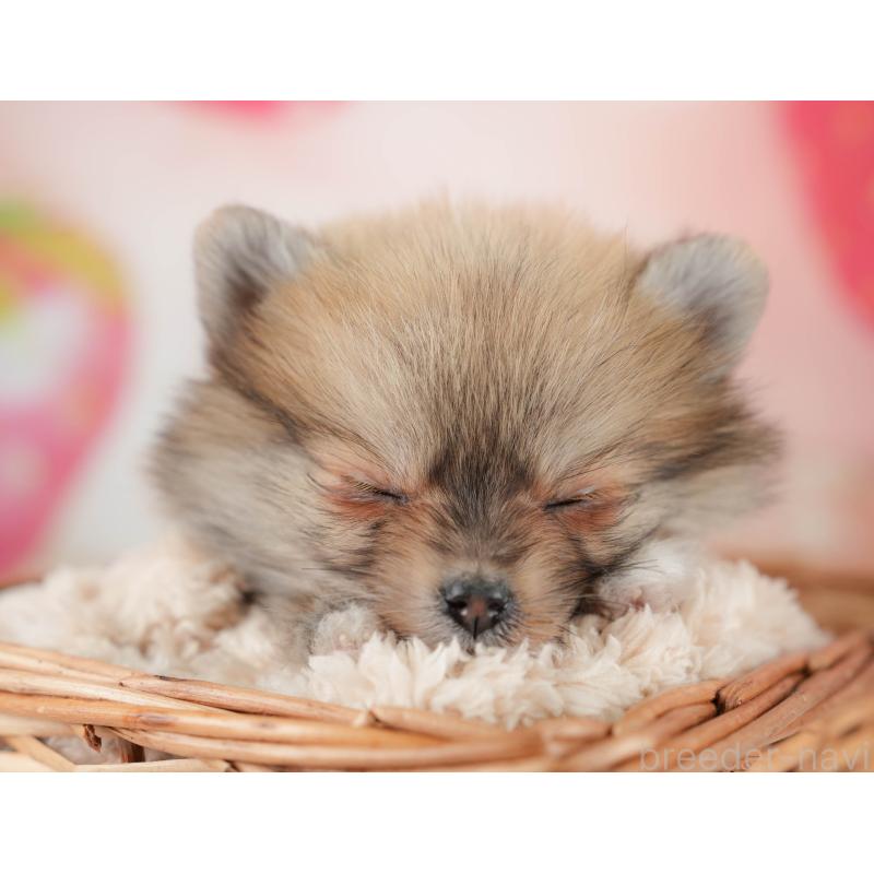 販売中の栃木県のポメラニアン-445821の4枚目