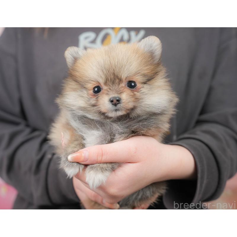 販売中の栃木県のポメラニアン-445821の3枚目