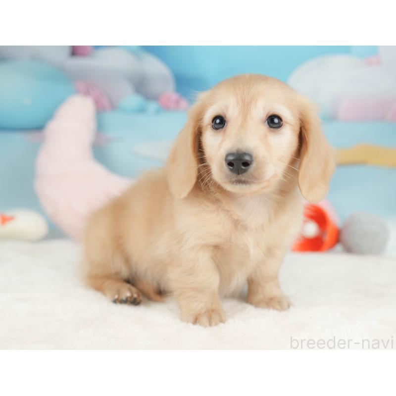 販売中の栃木県のカニンヘンダックスフンド(ロングヘアード)-445824の1枚目