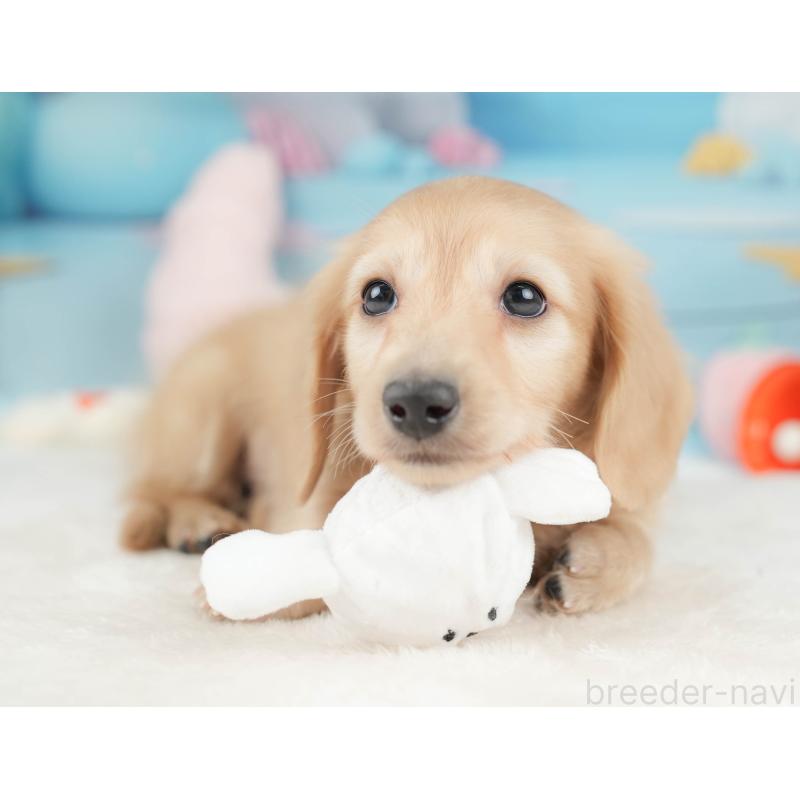 販売中の栃木県のカニンヘンダックスフンド(ロングヘアード)-445824の10枚目