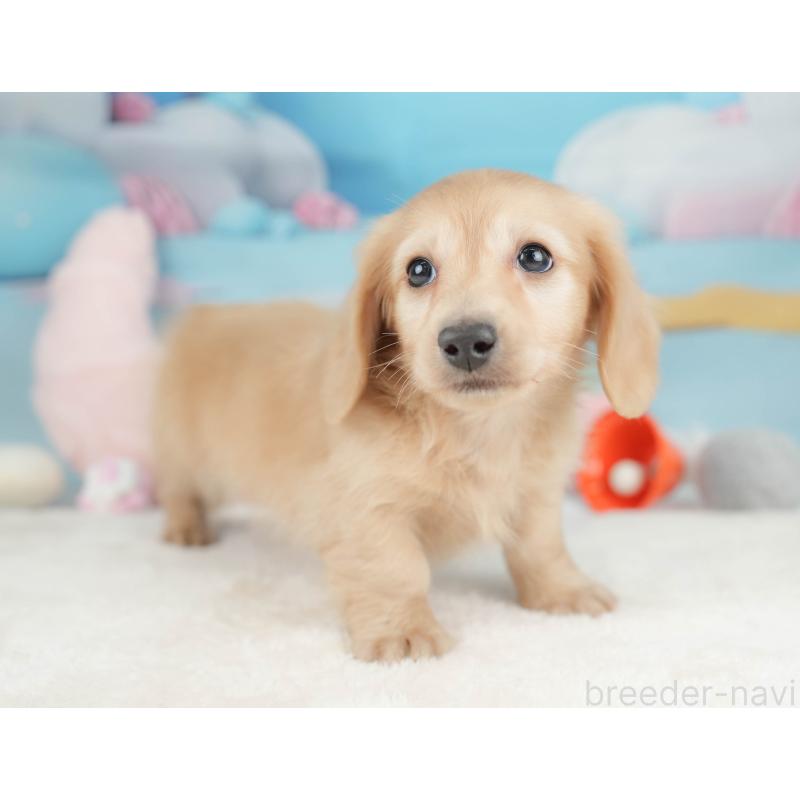 販売中の栃木県のカニンヘンダックスフンド(ロングヘアード)-445824の9枚目