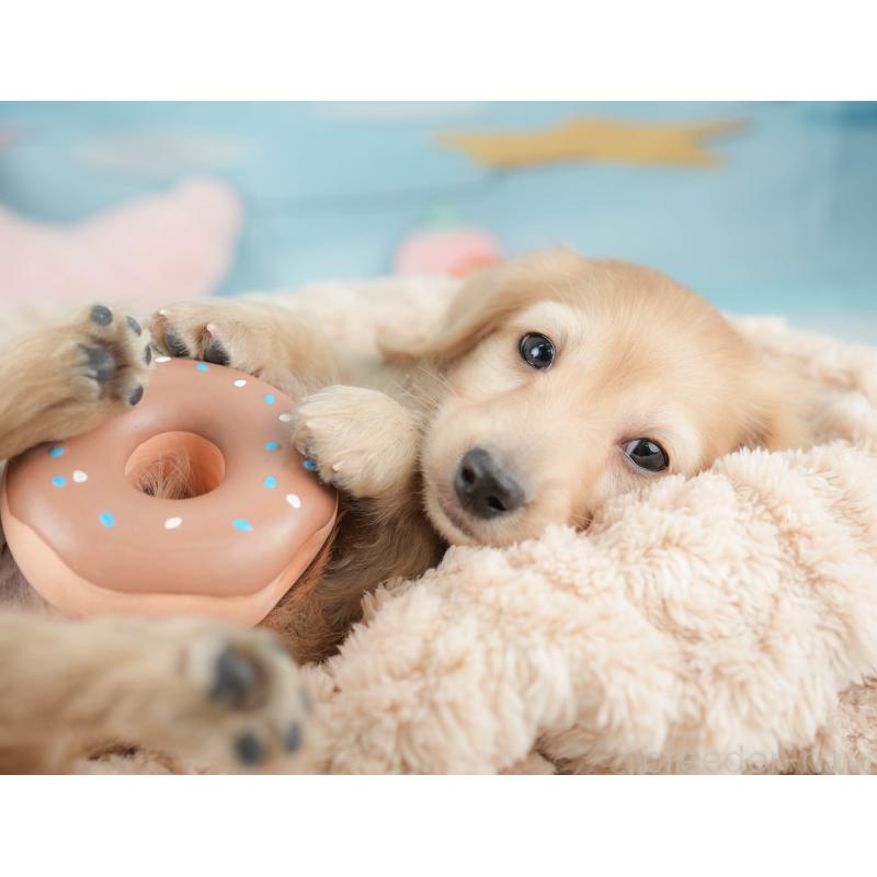 販売中の栃木県のカニンヘンダックスフンド(ロングヘアード)-445824の8枚目