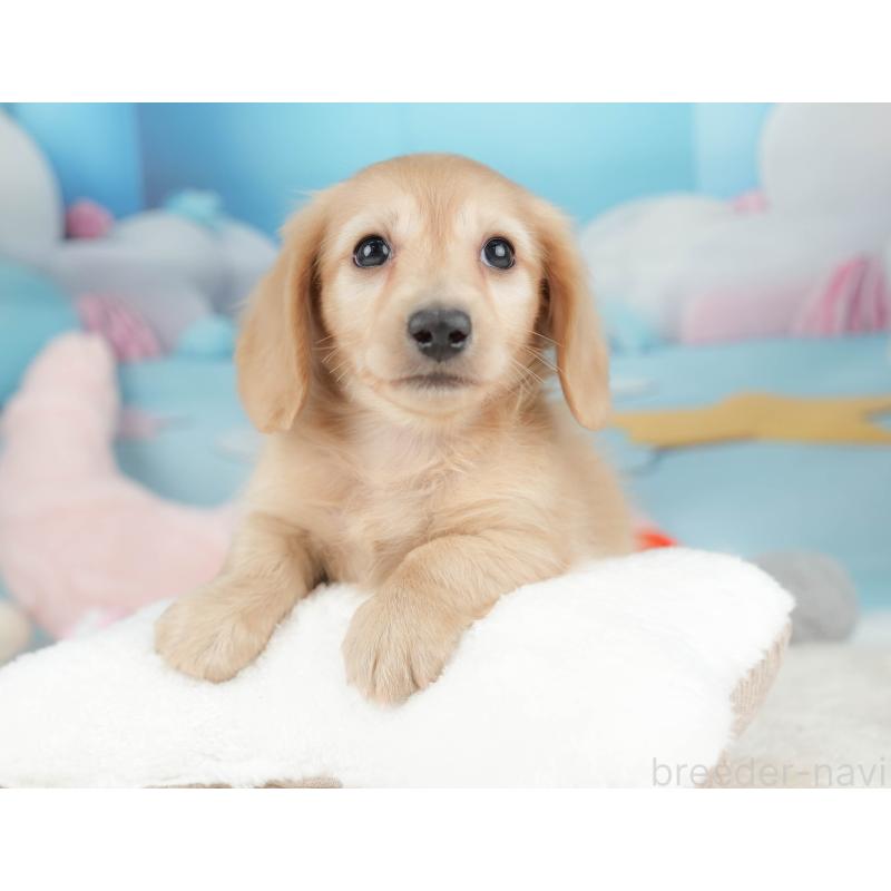 販売中の栃木県のカニンヘンダックスフンド(ロングヘアード)-445824の7枚目