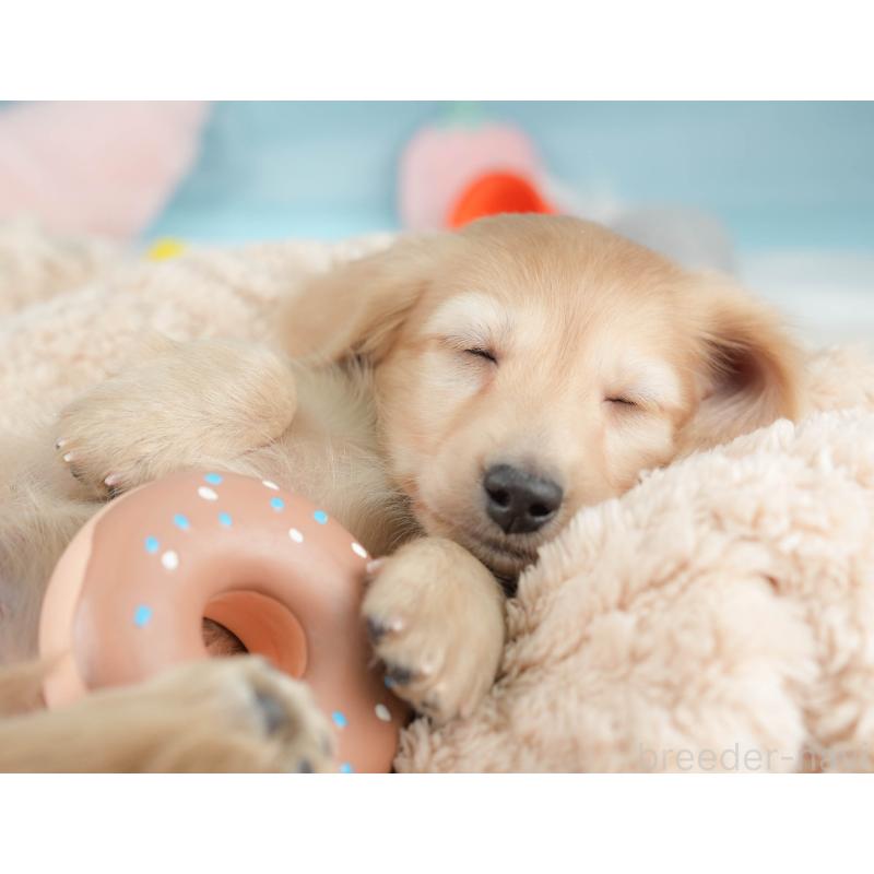 販売中の栃木県のカニンヘンダックスフンド(ロングヘアード)-445824の3枚目