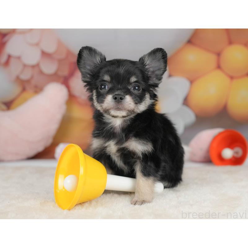 販売中の栃木県のチワワ(ロングコート)-445826の10枚目