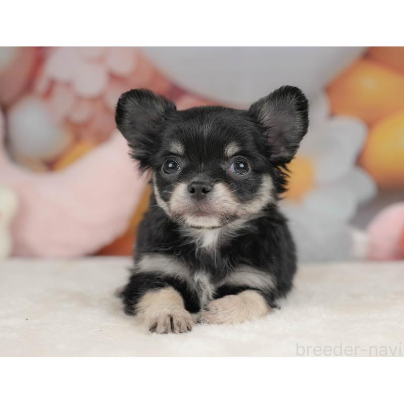 販売中の栃木県のチワワ(ロングコート)-445826の9枚目