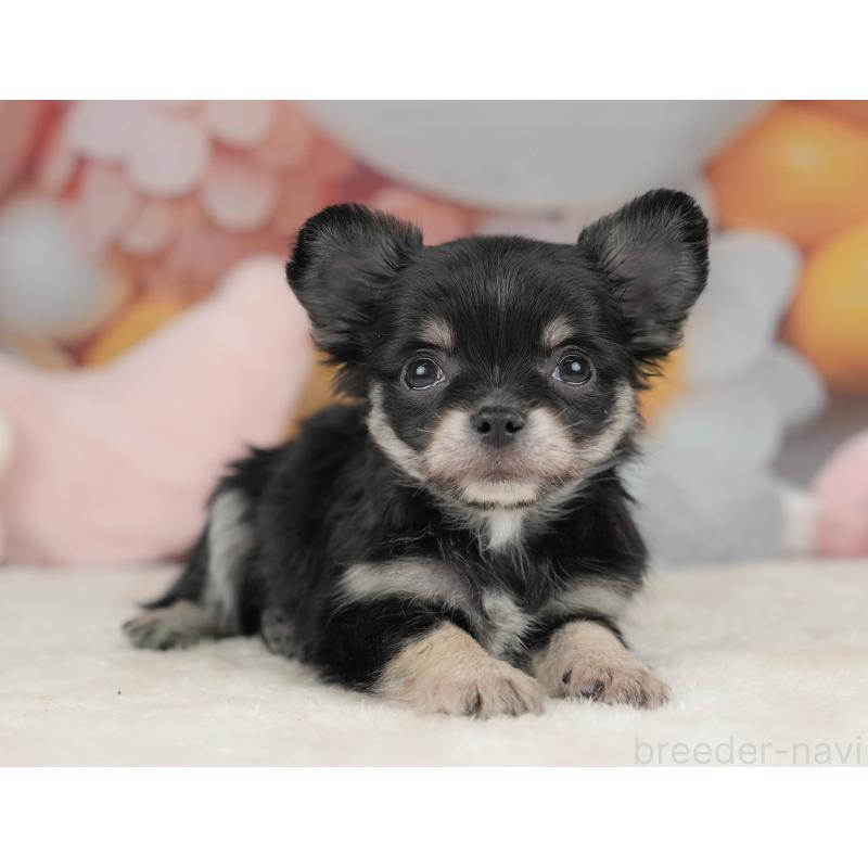 販売中の栃木県のチワワ(ロングコート)-445826の8枚目