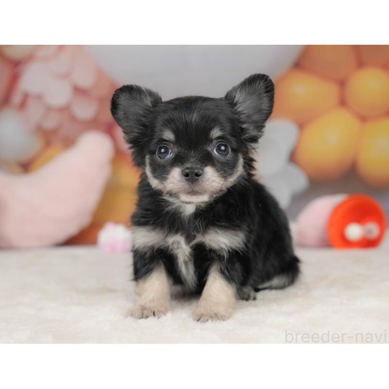 販売中の栃木県のチワワ(ロングコート)-445826の6枚目