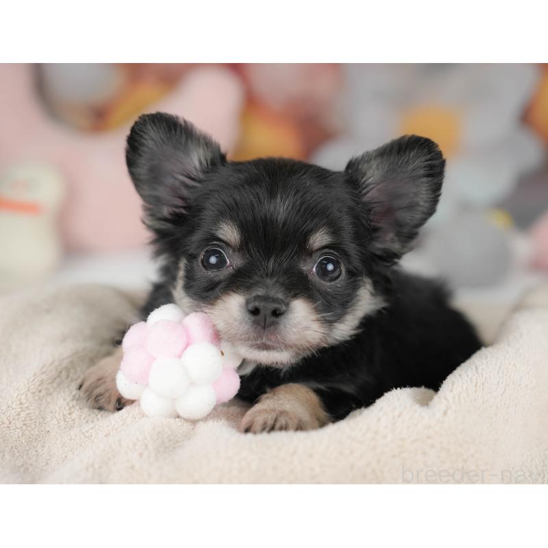 販売中の栃木県のチワワ(ロングコート)-445826の5枚目