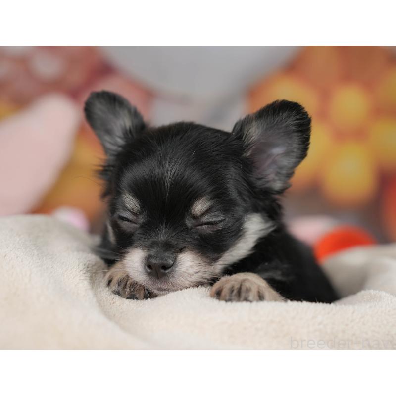 販売中の栃木県のチワワ(ロングコート)-445826の4枚目