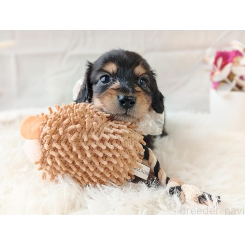 販売中の和歌山県のミニチュアダックスフンド(ロングヘアード)-444639の6枚目