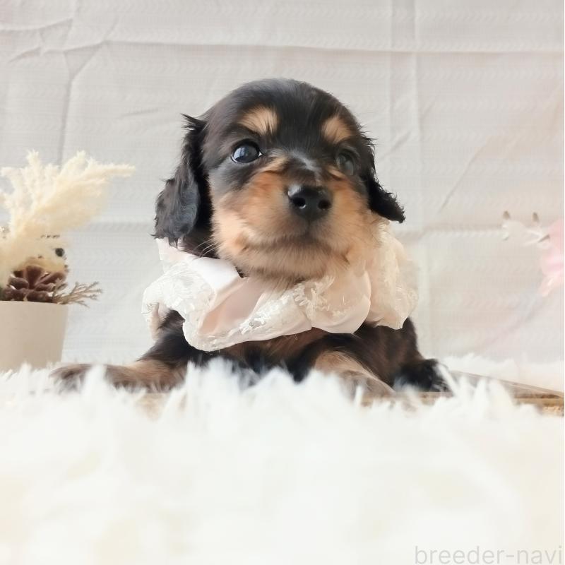 販売中の和歌山県のミニチュアダックスフンド(ロングヘアード)-444639の5枚目