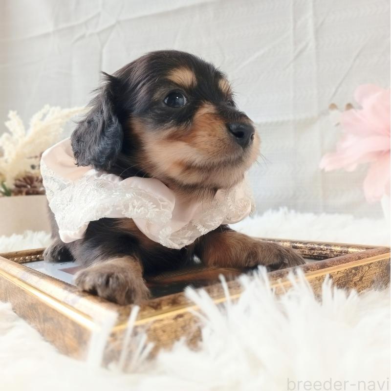 販売中の和歌山県のミニチュアダックスフンド(ロングヘアード)-444639の4枚目