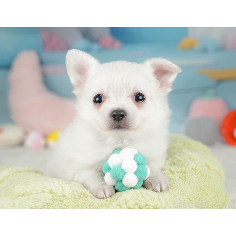 販売中の栃木県のチワワ(ロングコート)-445827の10枚目