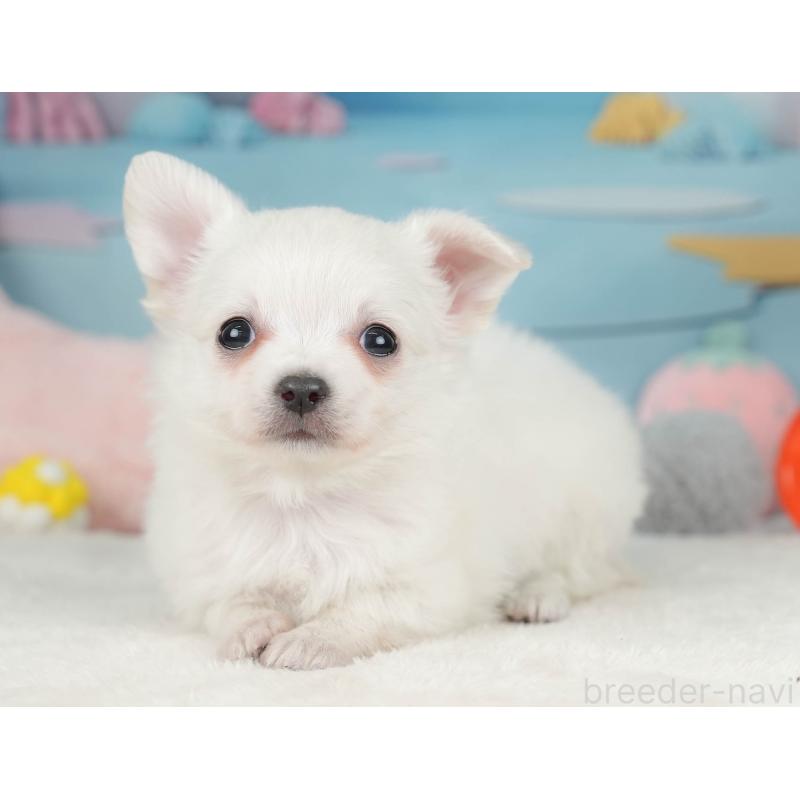 販売中の栃木県のチワワ(ロングコート)-445827の9枚目