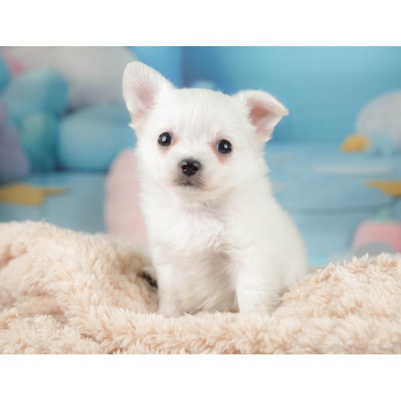 販売中の栃木県のチワワ(ロングコート)-445827の8枚目