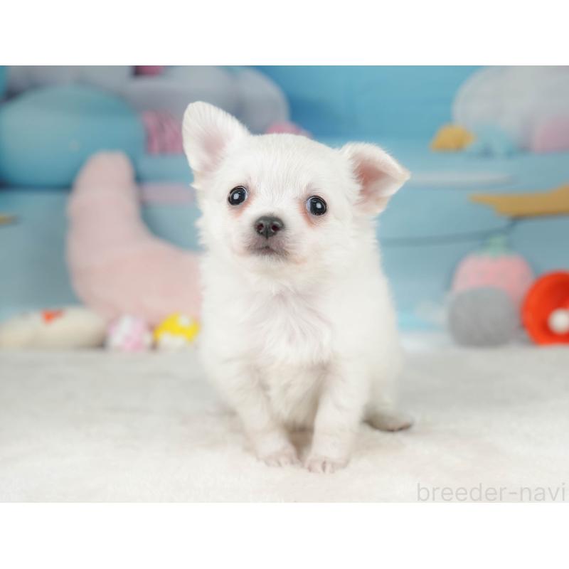 販売中の栃木県のチワワ(ロングコート)-445827の7枚目