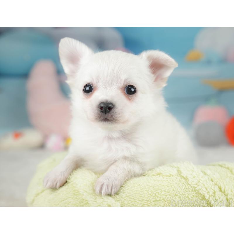 販売中の栃木県のチワワ(ロングコート)-445827