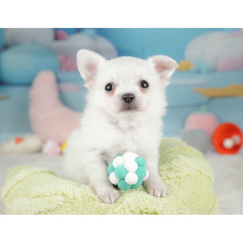 販売中の栃木県のチワワ(ロングコート)-445827の5枚目