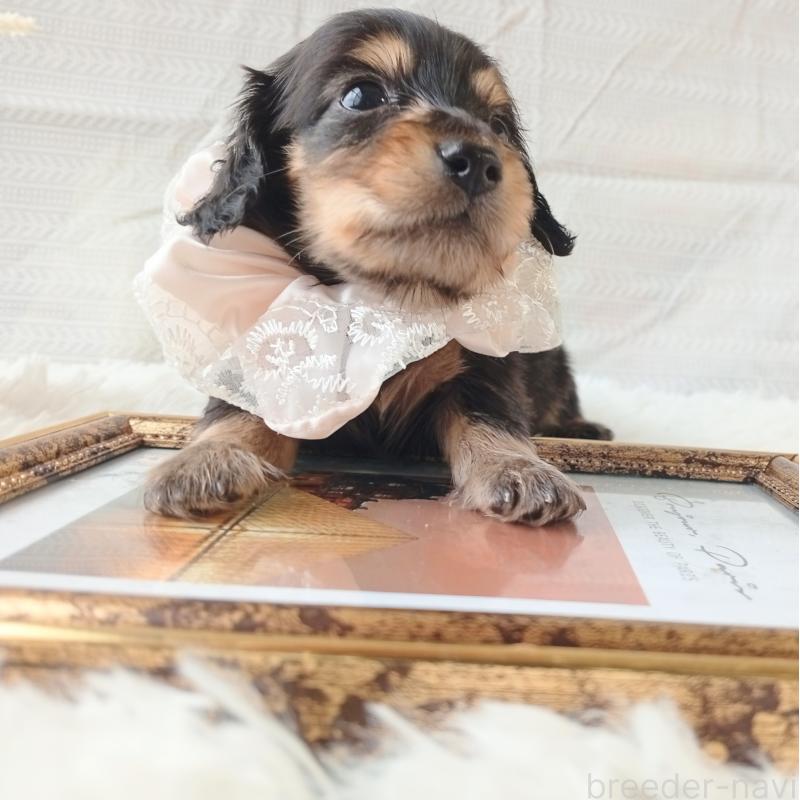 販売中の和歌山県のミニチュアダックスフンド(ロングヘアード)-444639の2枚目