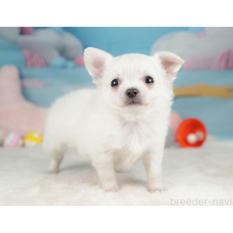 販売中の栃木県のチワワ(ロングコート)-445827の3枚目