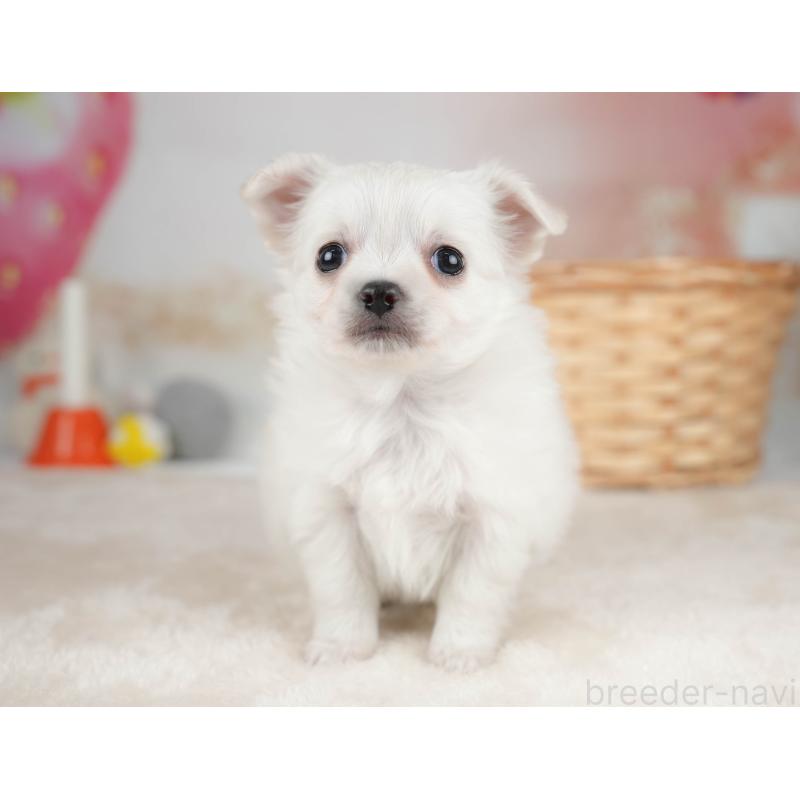 販売中の栃木県のチワワ(ロングコート)-445828