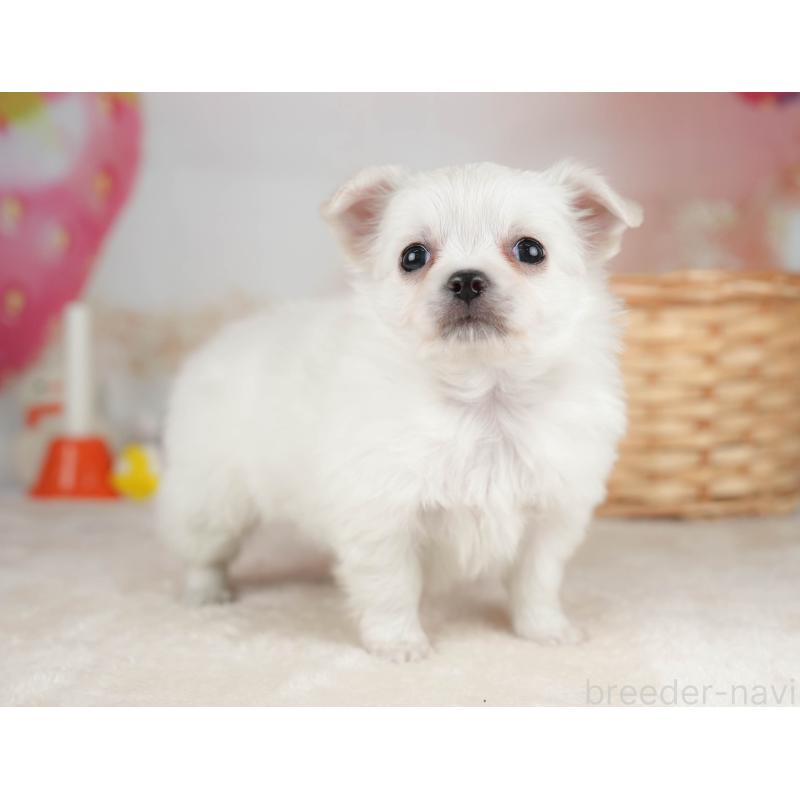 販売中の栃木県のチワワ(ロングコート)-445828の10枚目