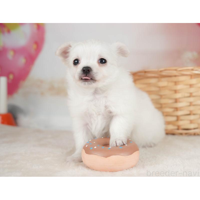 販売中の栃木県のチワワ(ロングコート)-445828の9枚目