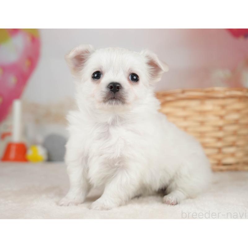 販売中の栃木県のチワワ(ロングコート)-445828の7枚目