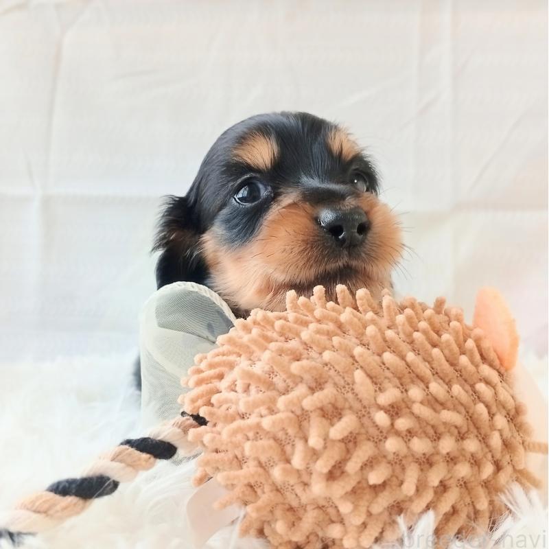 販売中の和歌山県のミニチュアダックスフンド(ロングヘアード)-444640の6枚目