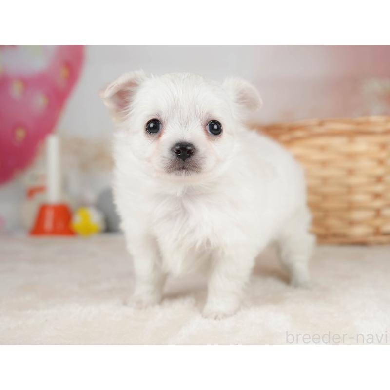 販売中の栃木県のチワワ(ロングコート)-445828の5枚目