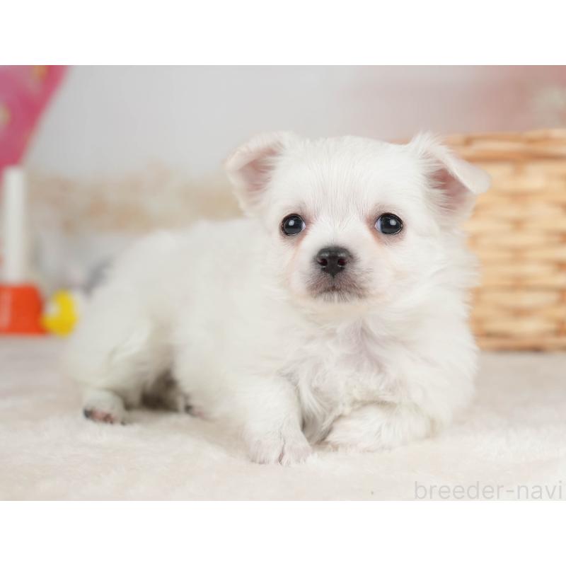 販売中の栃木県のチワワ(ロングコート)-445828の4枚目