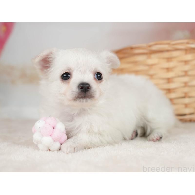 販売中の栃木県のチワワ(ロングコート)-445828の3枚目