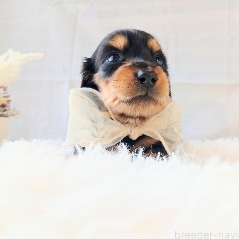 販売中の和歌山県のミニチュアダックスフンド(ロングヘアード)-444640の3枚目