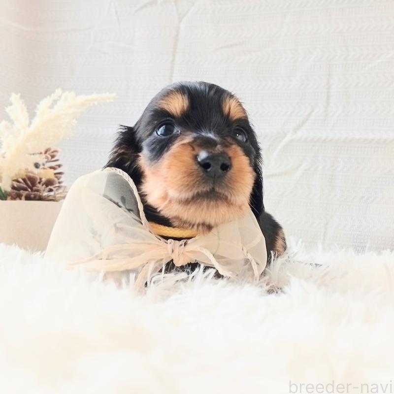 販売中の和歌山県のミニチュアダックスフンド(ロングヘアード)-444640の2枚目